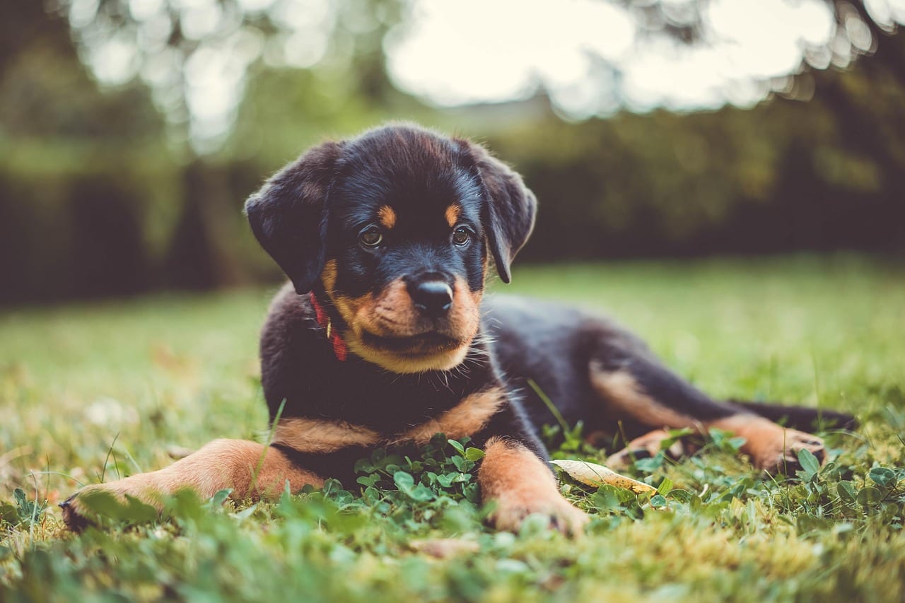 Healthy Rottweiler